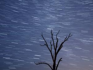 Star trails above an isolated tree